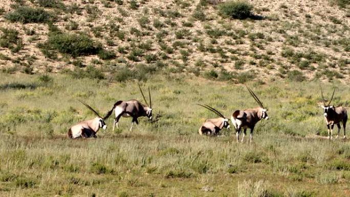 卡拉哈里的羚羊Gemsbok