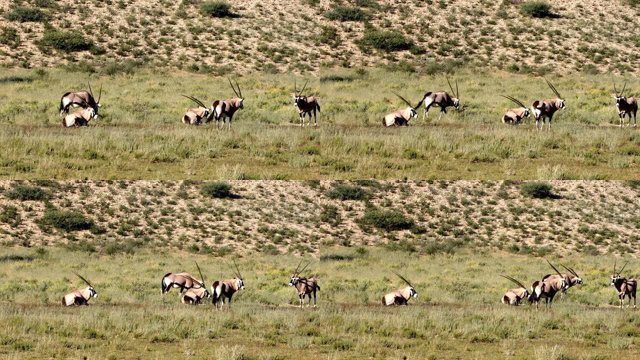 卡拉哈里的羚羊Gemsbok