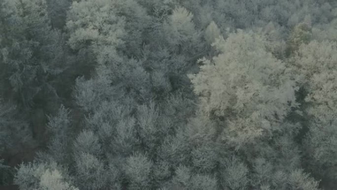 冬季在黑森林的冰冻树木上向前飞行