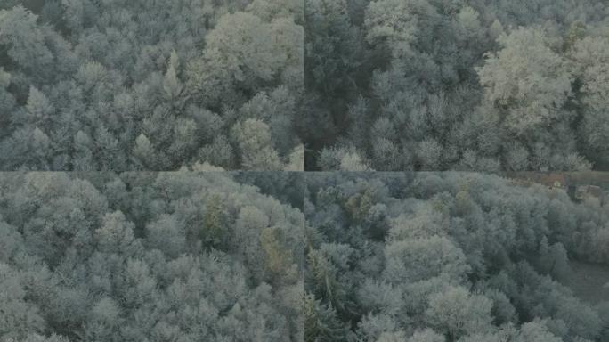 冬季在黑森林的冰冻树木上向前飞行