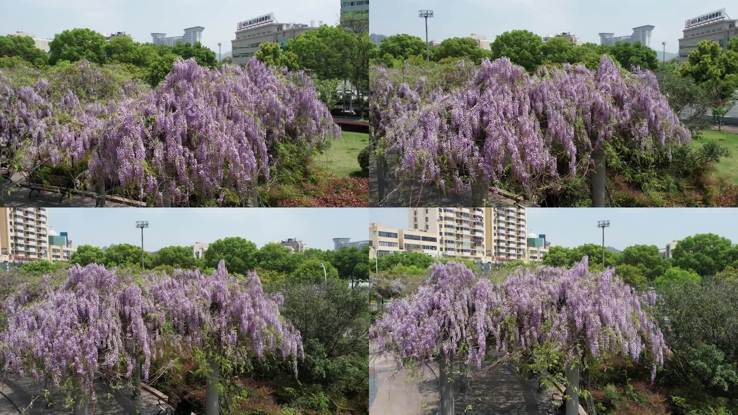 春风中的紫藤花DJI_0982