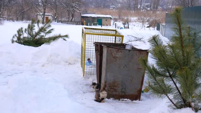 新年后丢弃的圣诞树上的垃圾，冬天，暴风雪，无家可归的猫。