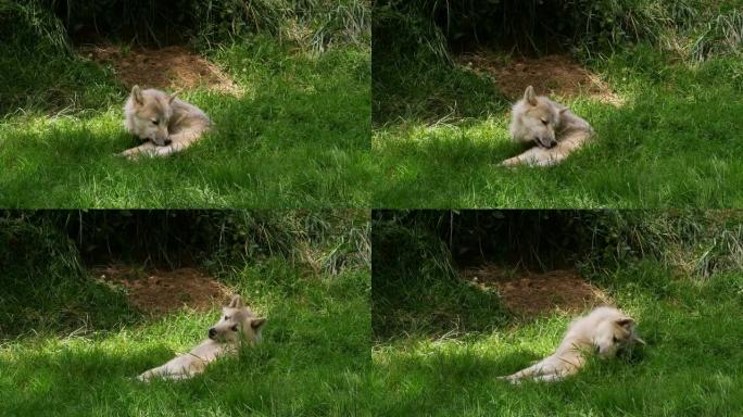 北极狼，犬狼疮隧道，雌性躺在书房入口，实时4K