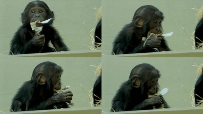 婴儿bo黑猩猩将硬纸板放入嘴里