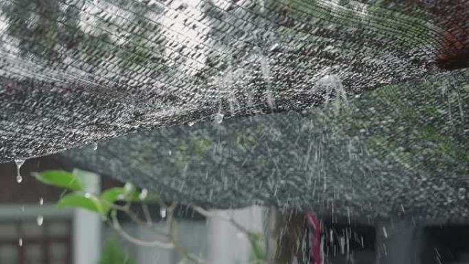 SLO MO; 树叶屋顶上的雨滴。