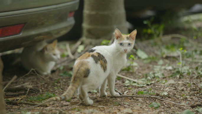 老社区小猫咪