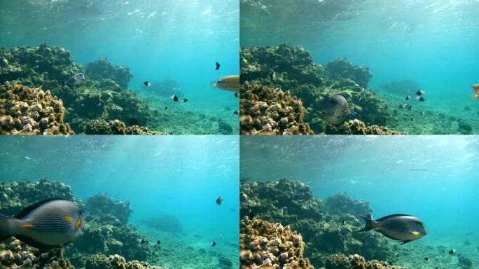 埃及阿布达巴布马萨阿拉姆红海剑齿纹珊瑚礁水下清洗站