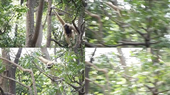 树上的猴子树林穿梭长臂猿嬉戏玩耍