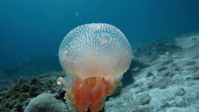 海底常见水母 (Thysanostoma thysanura)