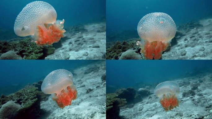 海底常见水母 (Thysanostoma thysanura)