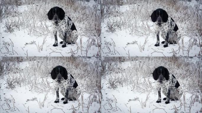 斑点狗坐在雪地里