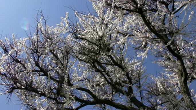 花朵盛开的樱桃 (Prunus avium)，乌克兰，东欧