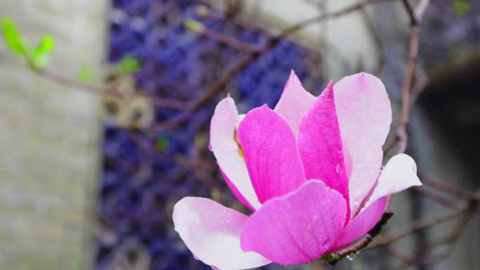 祠堂 、春雨、玉兰花开