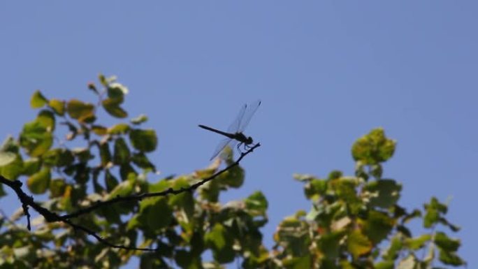 蓝天背景上的蜻蜓的深色剪影。