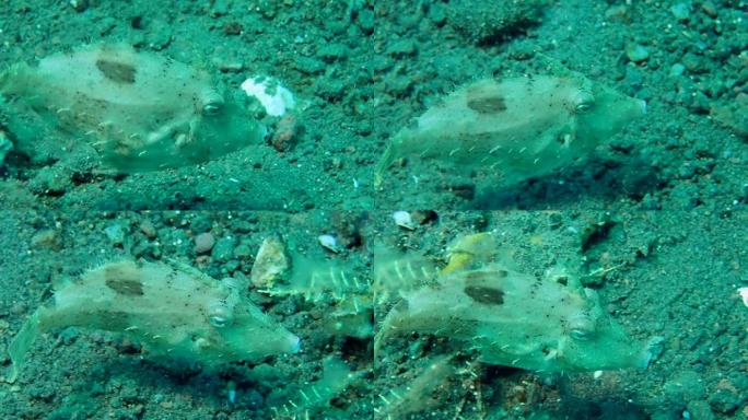 鬃毛-尾巴文件鱼-Acreichthys tomentosus游过底部，印度尼西亚巴厘岛