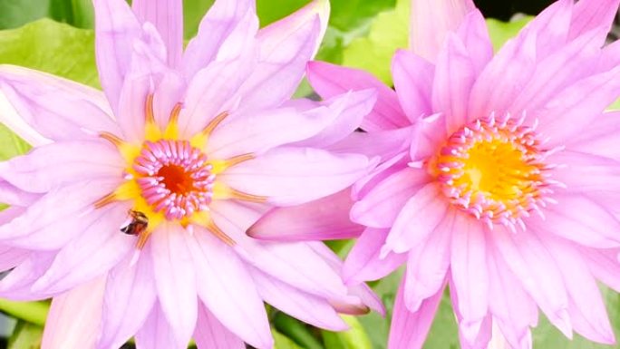 一朵紫色的莲花和蜜蜂。紫莲是美丽的花型之一。
