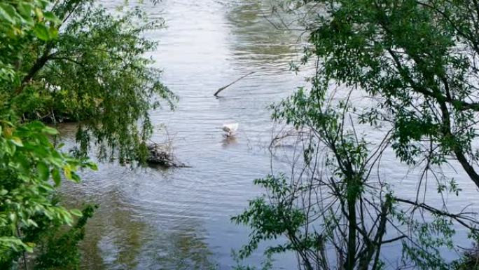 在许多绿树丛中，河上的白鸭