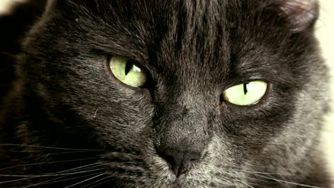 黑猫肖像
