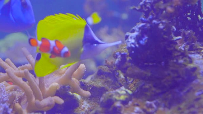 布拉法大学海洋科学研究所鱼缸里美丽的海底珊瑚、海花和鱼。