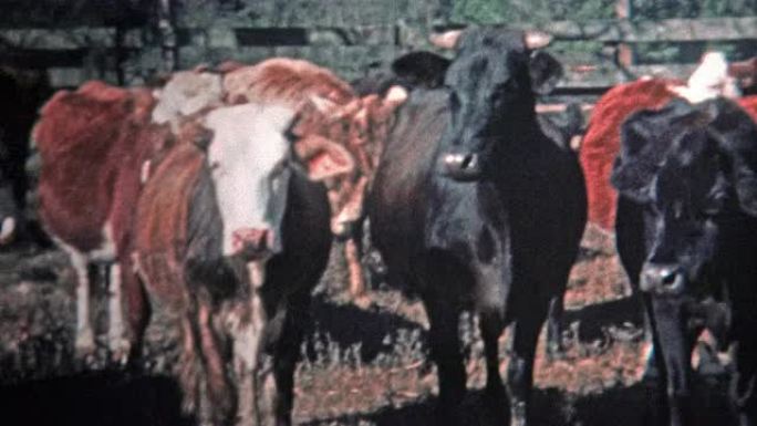 1971: 男人为当地肉类市场养牛。