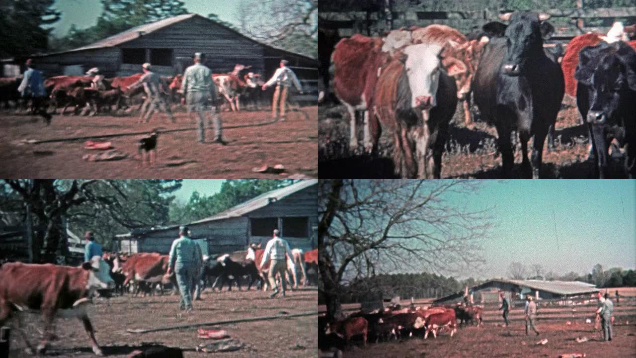 1971: 男人为当地肉类市场养牛。