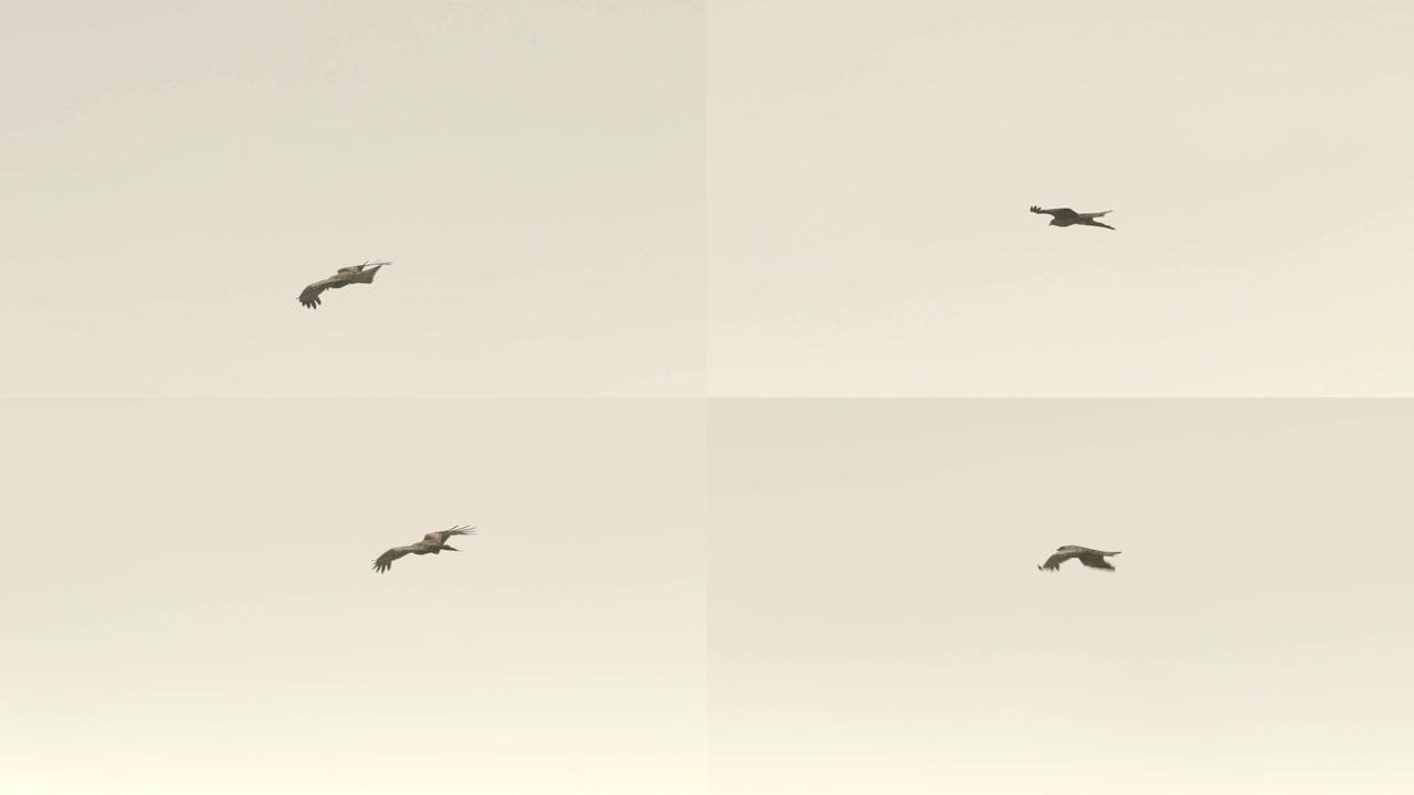 黑风筝 (Milvus migrans) 千岛群岛