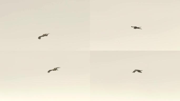 黑风筝 (Milvus migrans) 千岛群岛