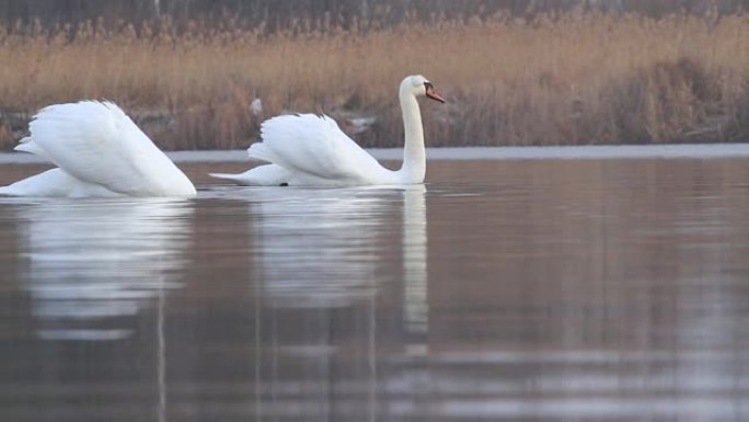 两只白天鹅在春湖中游泳