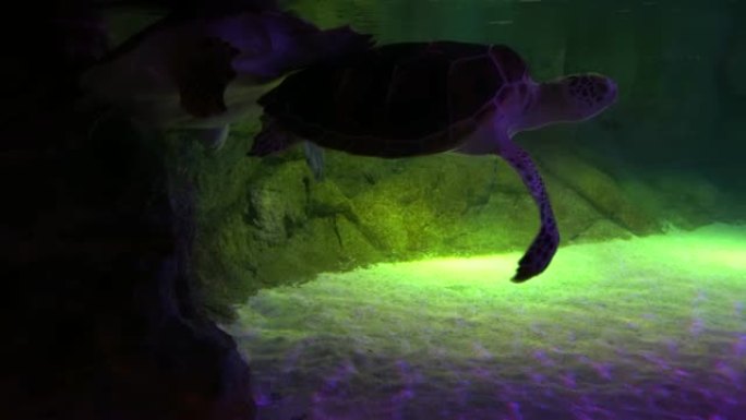 海龟在水下岩石附近的沙底和平游泳