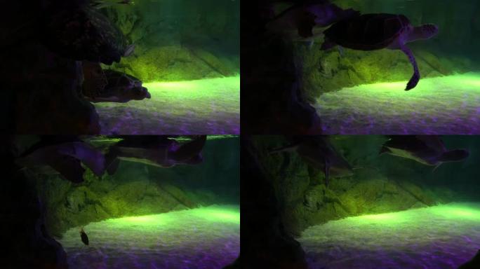 海龟在水下岩石附近的沙底和平游泳
