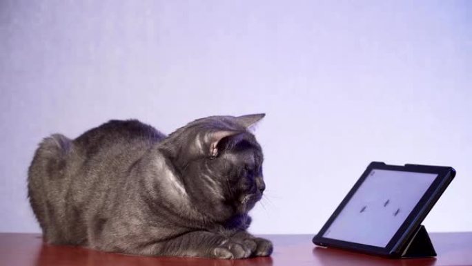 大灰猫躺在地板上，看着平板电脑上的苍蝇，引导着他的头