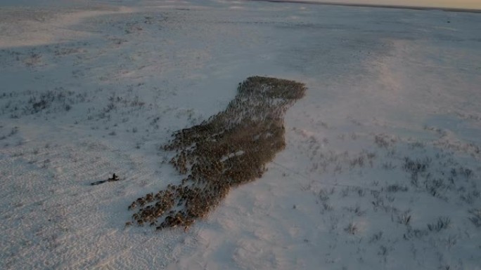 加拿大日落冬季，驯鹿群跟随牧民