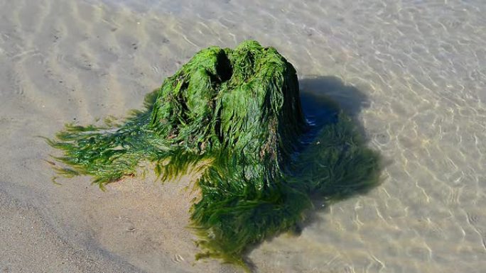 海草