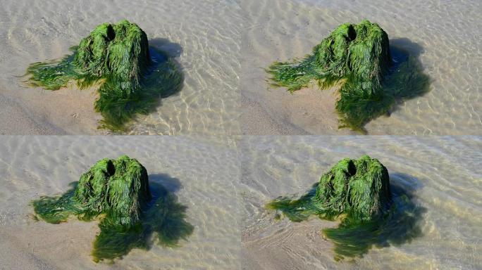 海草