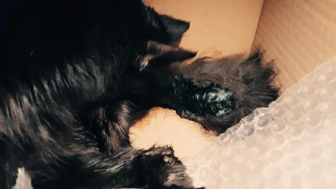 黑猫用心清洁它的新生小猫