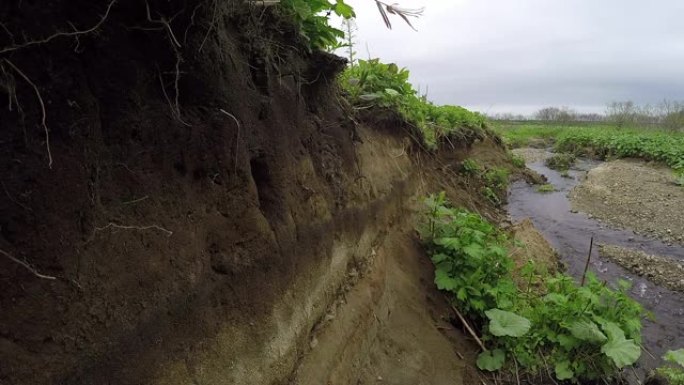 凤头翠鸟(Megaceryle lugubris)国后岛