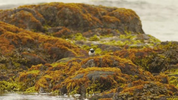 库纳希尔的白w (Motacilla alba lugens)