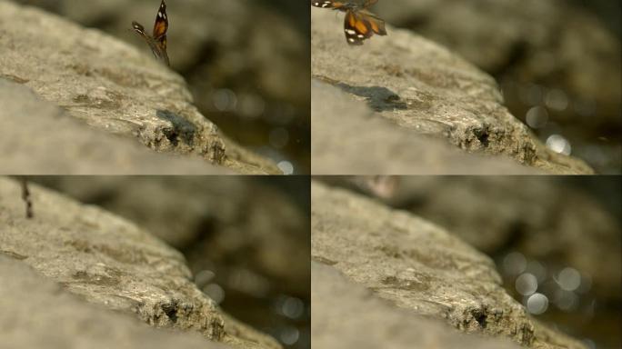 橙色和棕色的蝴蝶在慢动作中起飞