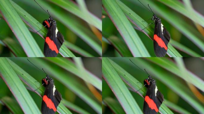红色、黑色和黄色蝴蝶，微距拍摄