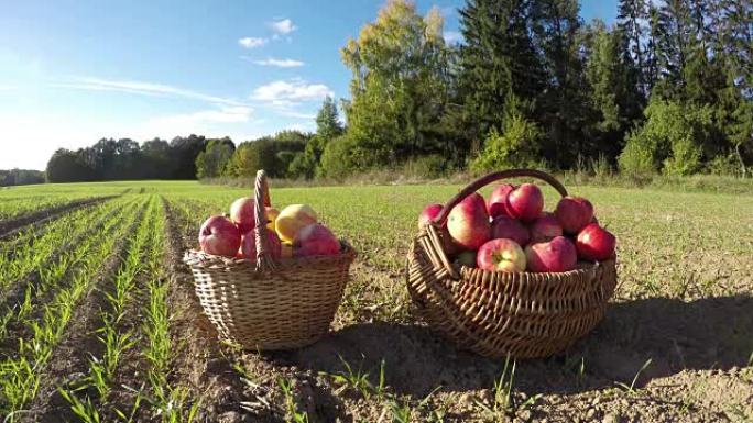 农田上的两个柳条筐，上面放着新鲜的苹果水果。延时