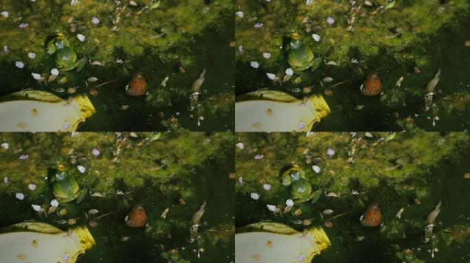 青蛙在一个废弃的，杂草丛生的池塘里的夜曲，里面有被污染的塑料碎片。