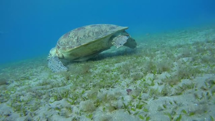 绿海龟在沙底上吃海草-阿布·达巴布，马萨·阿拉姆，红海，埃及，非洲