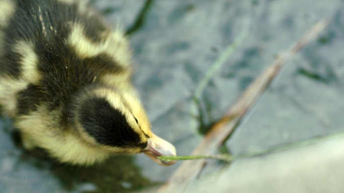 小黄鸭在水中觅食