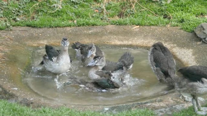 一群鸭子在小水浴中