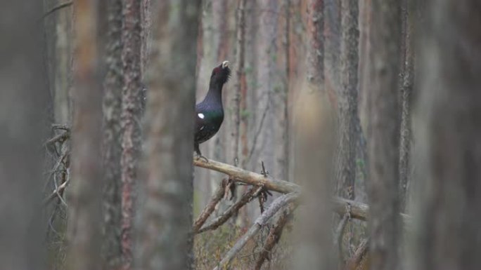 西部刺山柑 (Tetrao urogallus)