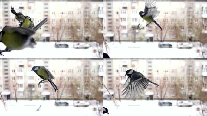 飞行碰撞中的慢动作山雀鸟