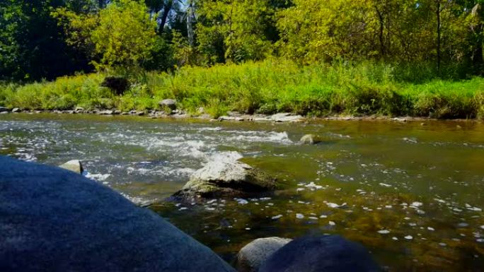 用河边的森林把石头扔进美丽的流水里。岩石沿着柔和的宽阔溪流溅入阳光充足的河岸树木。