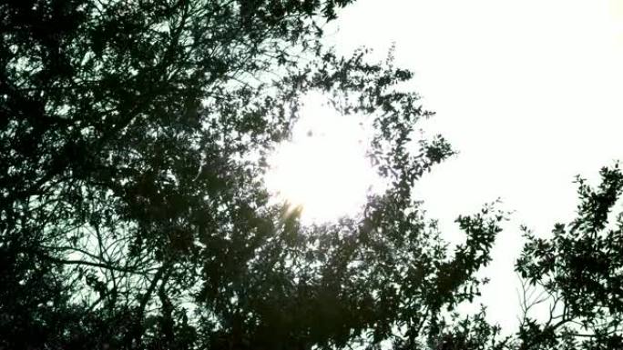 4k视频选择性聚焦低角度拍摄的阳光闪烁橙色耀斑透过剪影移动的树木窥视。风吹过树枝，带着阳光离开。