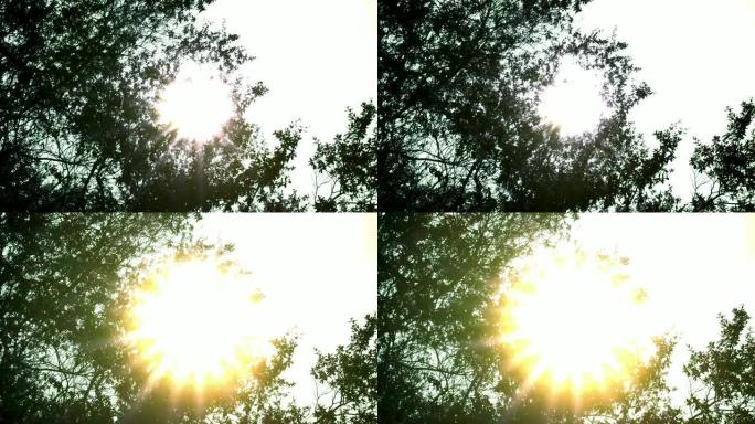 4k视频选择性聚焦低角度拍摄的阳光闪烁橙色耀斑透过剪影移动的树木窥视。风吹过树枝，带着阳光离开。