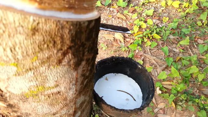 巴西橡胶树和泰国的乳胶